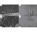 Дослідження росту клітин Hela під скануючим електронним мікроскопом на вертикально вирівняних каркасах із багатостінних вуглецевих нанотрубок