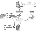 Серцево-судинні захворювання і енергодефіцит: патогенетичні шляхи корекції