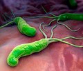 Клинические рекомендации Американской гастроэнтерологической ассоциации по лечению инфекции Helicobacter pylori