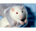 Центральное холиномодулирующее влияние на летальность и степень неврологического дефицита у крыс с черепно-мозговой травмой