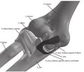 Biomechanical calculations of the load on the elbow structures in one-stage manual joint mobilization