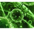 Клінічні форми хронічної Епштейна — Барр вірусної інфекції: питання сучасної діагностики та лікування