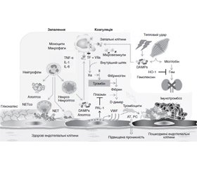 Патофізіологія системи згортання крові при загальній тепловій травмі (науково-літературний огляд)