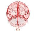 Связь летальности пациентов при остром нарушении мозгового кровотока с лабораторно-функциональными показателями
