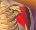 Возрастные аспекты повреждений стабилизирующих структур при травматической нестабильности плечевого сустава