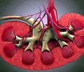Совместный анализ кинетики креатинина и объема циркулирующей крови выявляет пропущенные случаи острого повреждения почек после остановки сердца